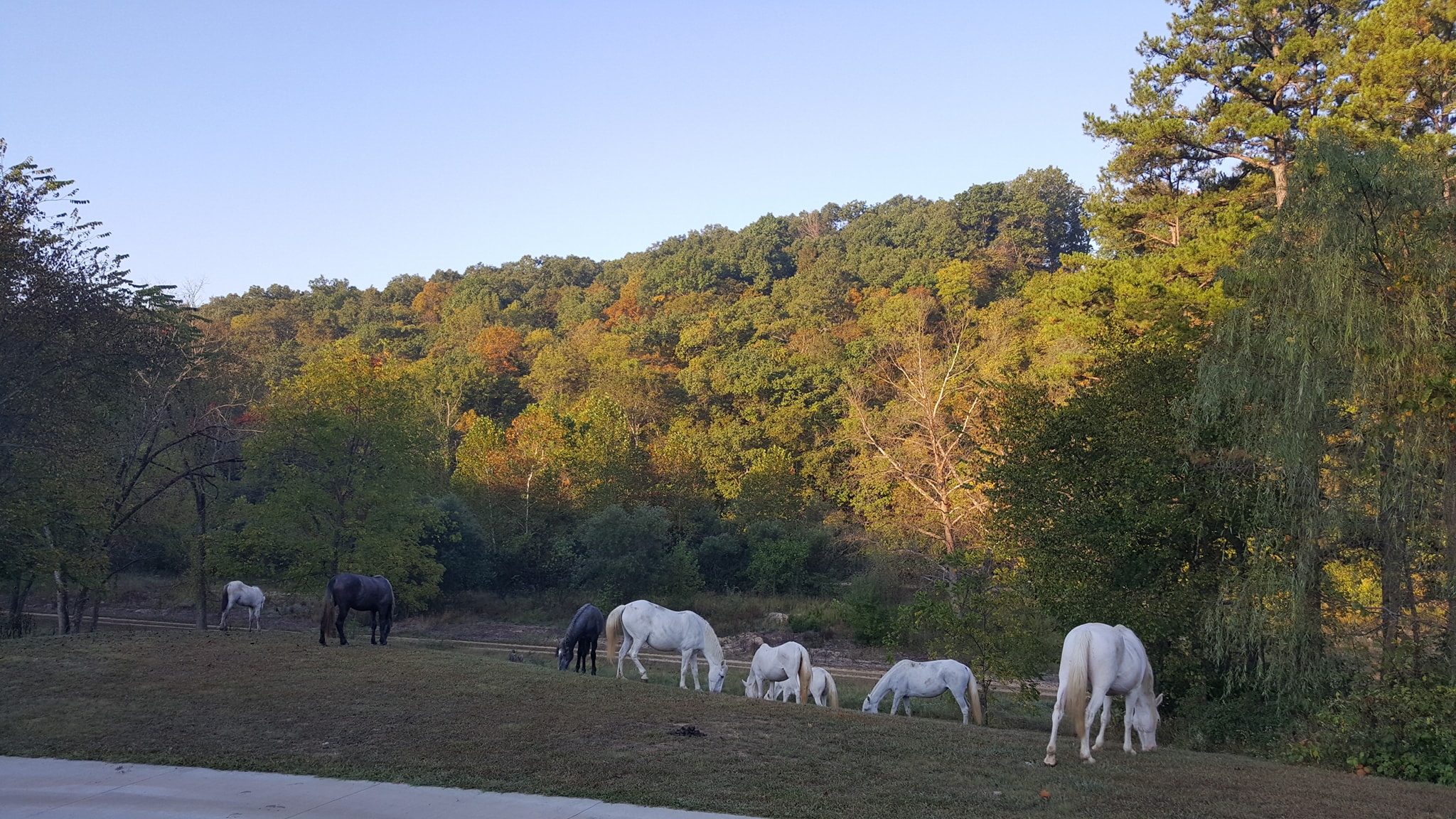 Wild Horses of Eminence, Missouri