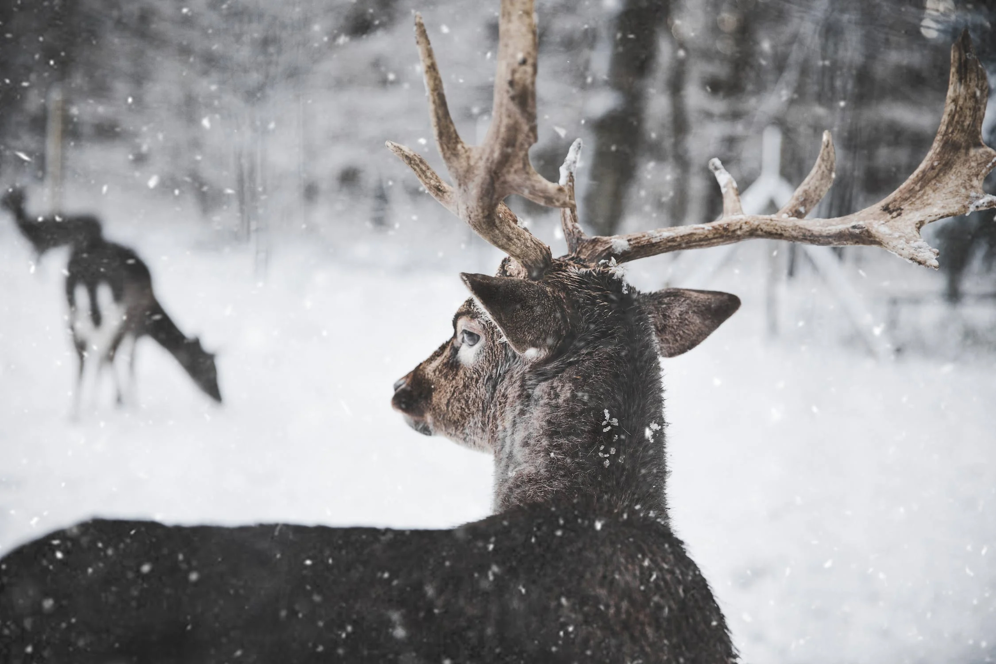 Deer