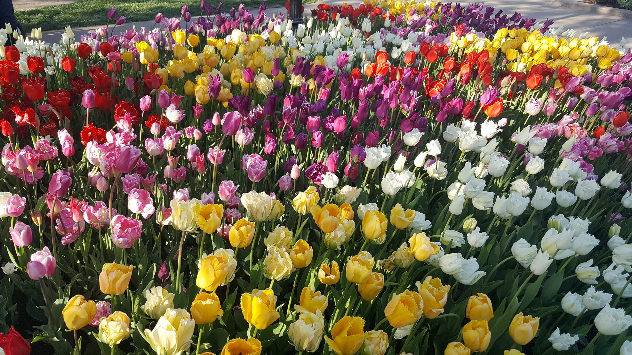 Pella Tulip Time