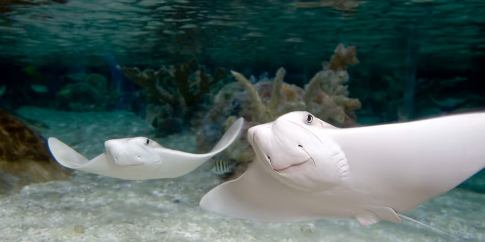 Stingrays at Mall of America: Sea Life Minnesota