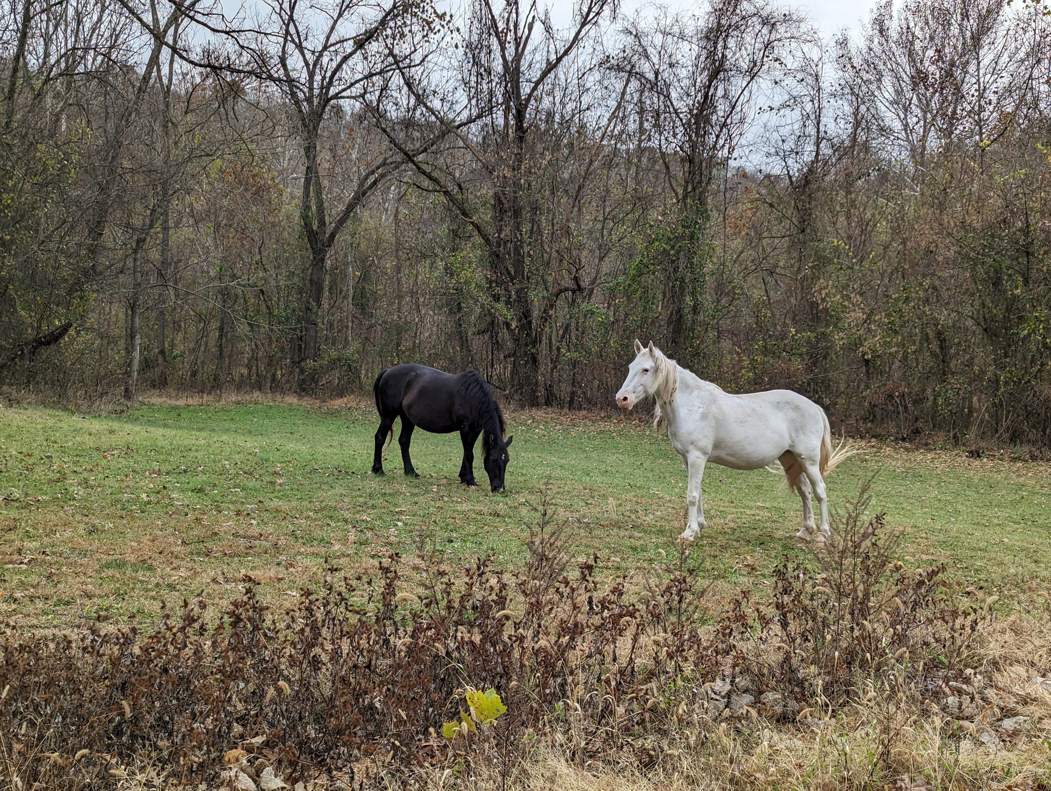 Wild Horses of Shannon County, Missouri