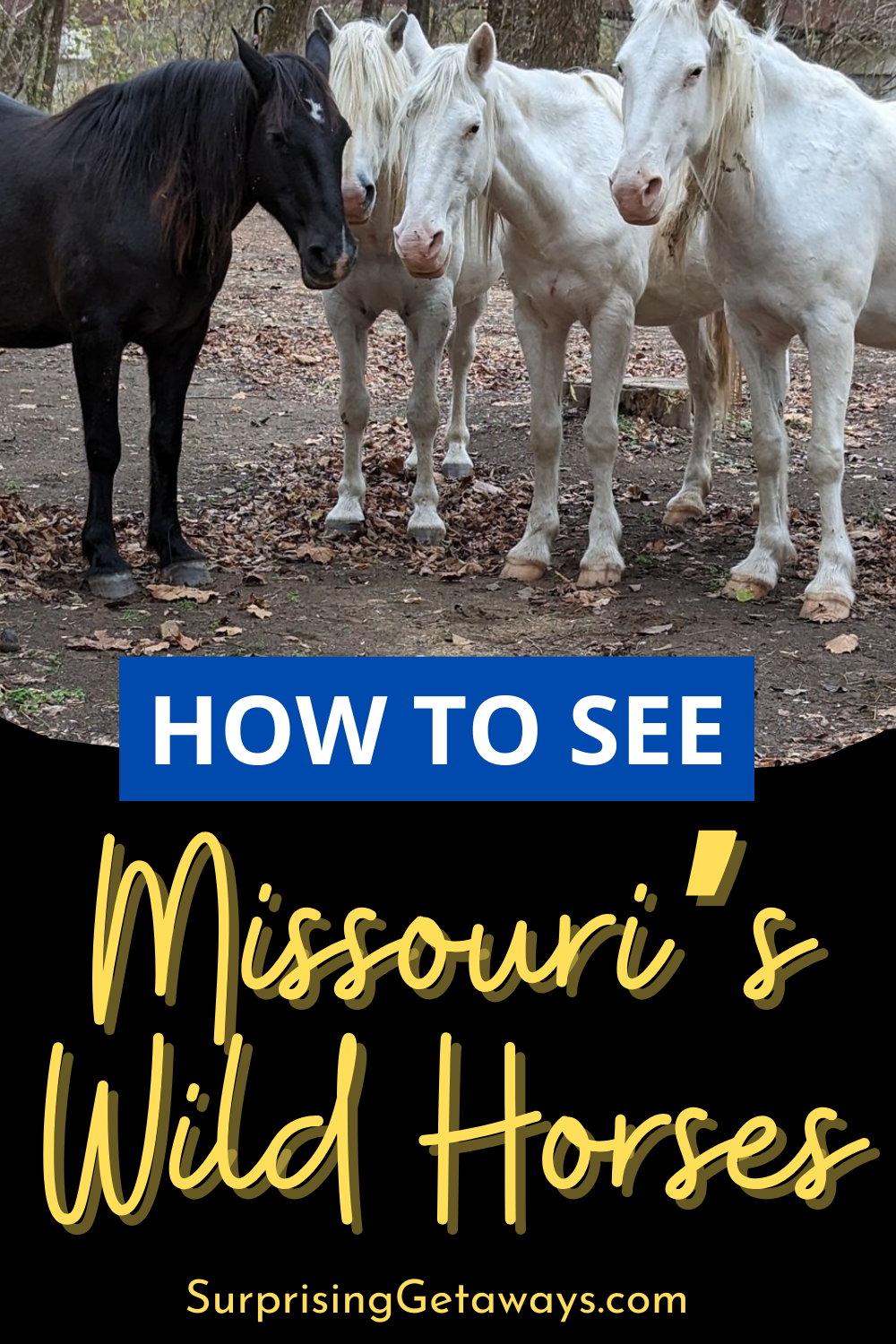 How to See Missouri's Wild Horses