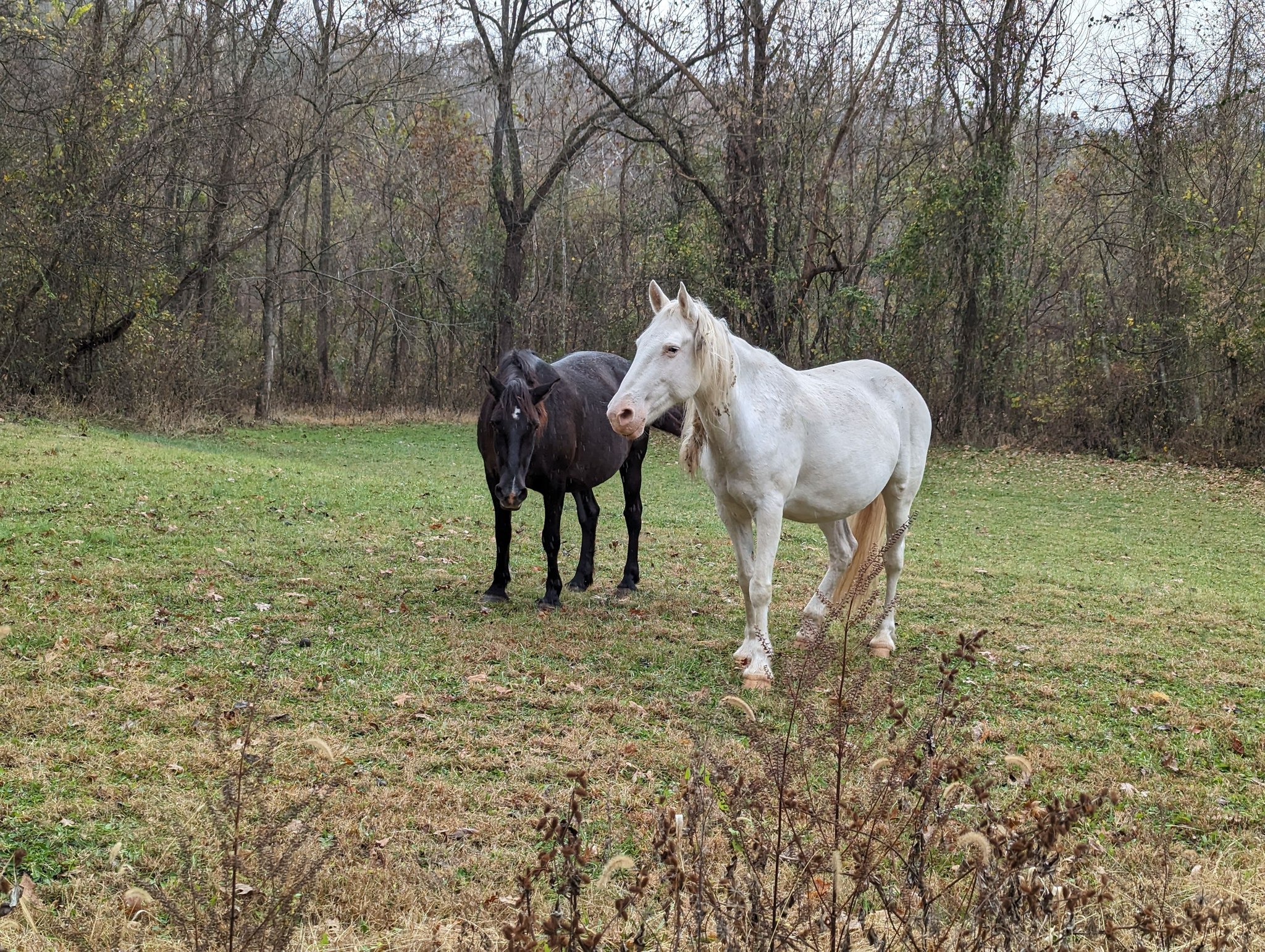 Wild Horses of Shannon County