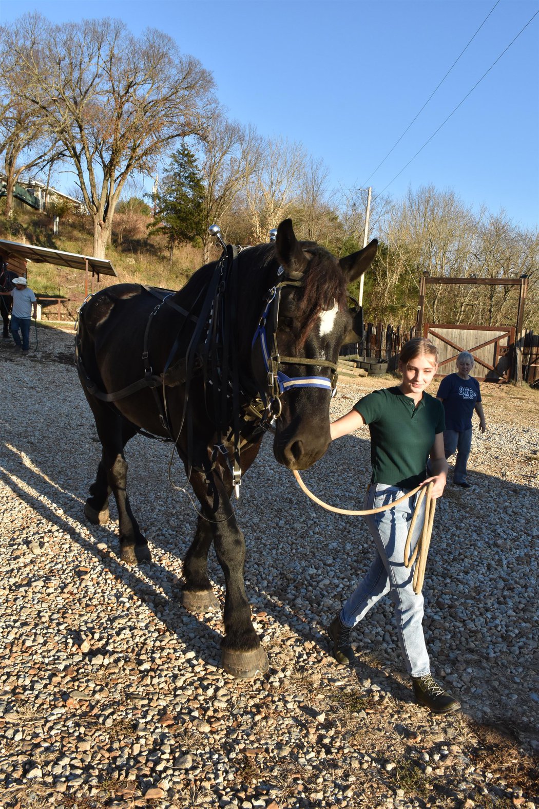 Clydesdale Experience in Branson, MO
