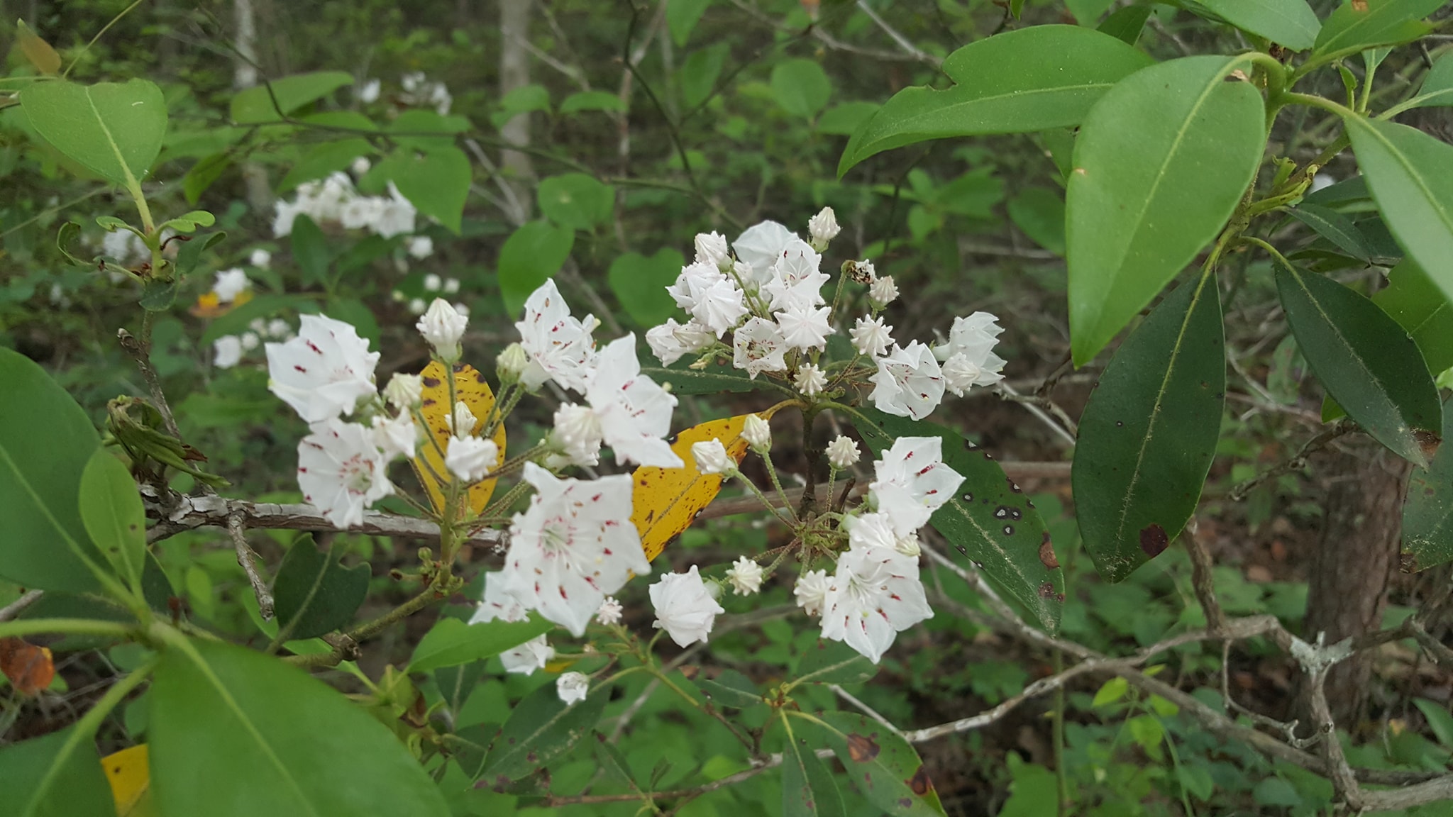 Mountain Laurel at Natural Bridge State Park in Kentucky