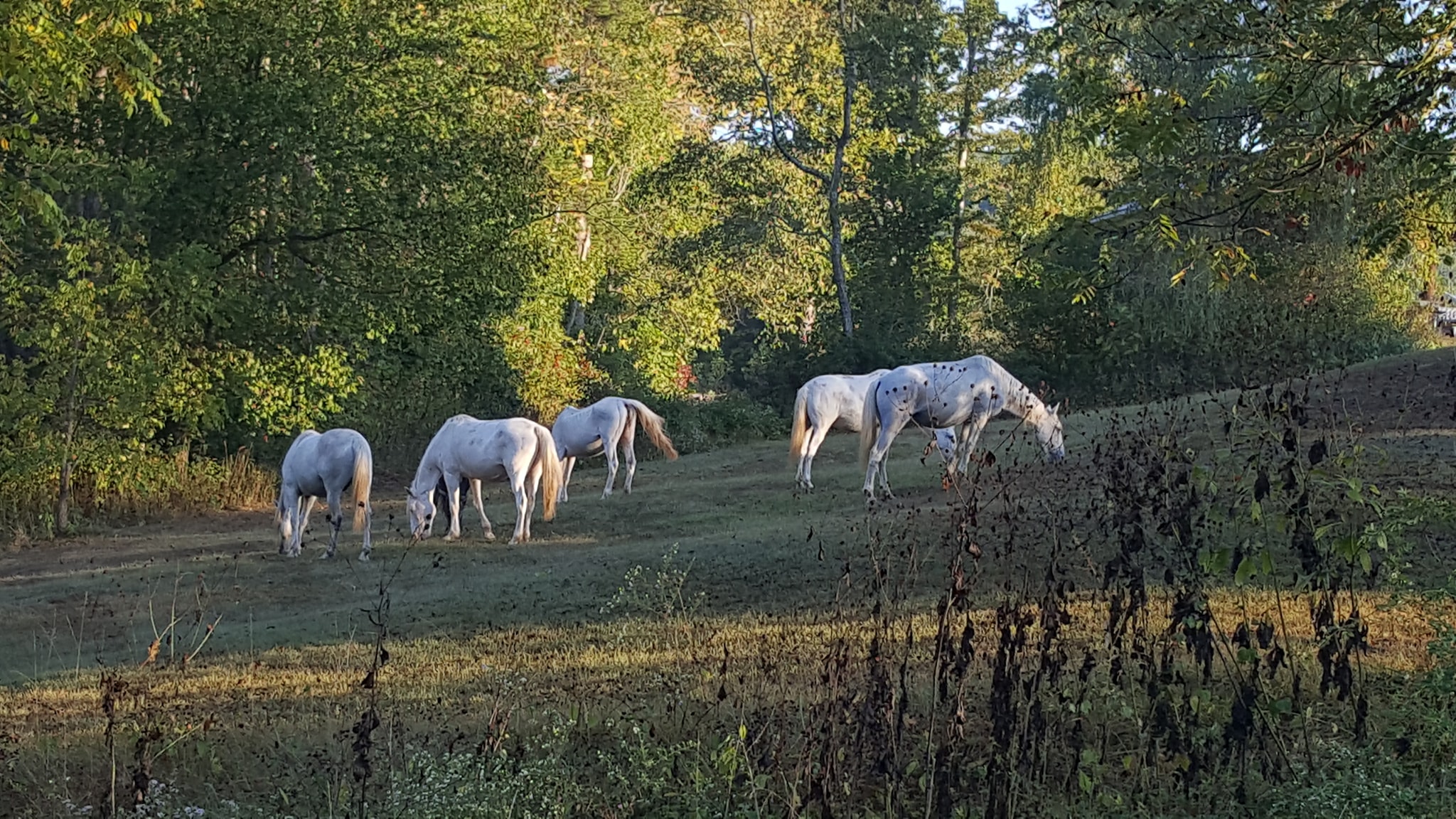 Echo Bluff State Park