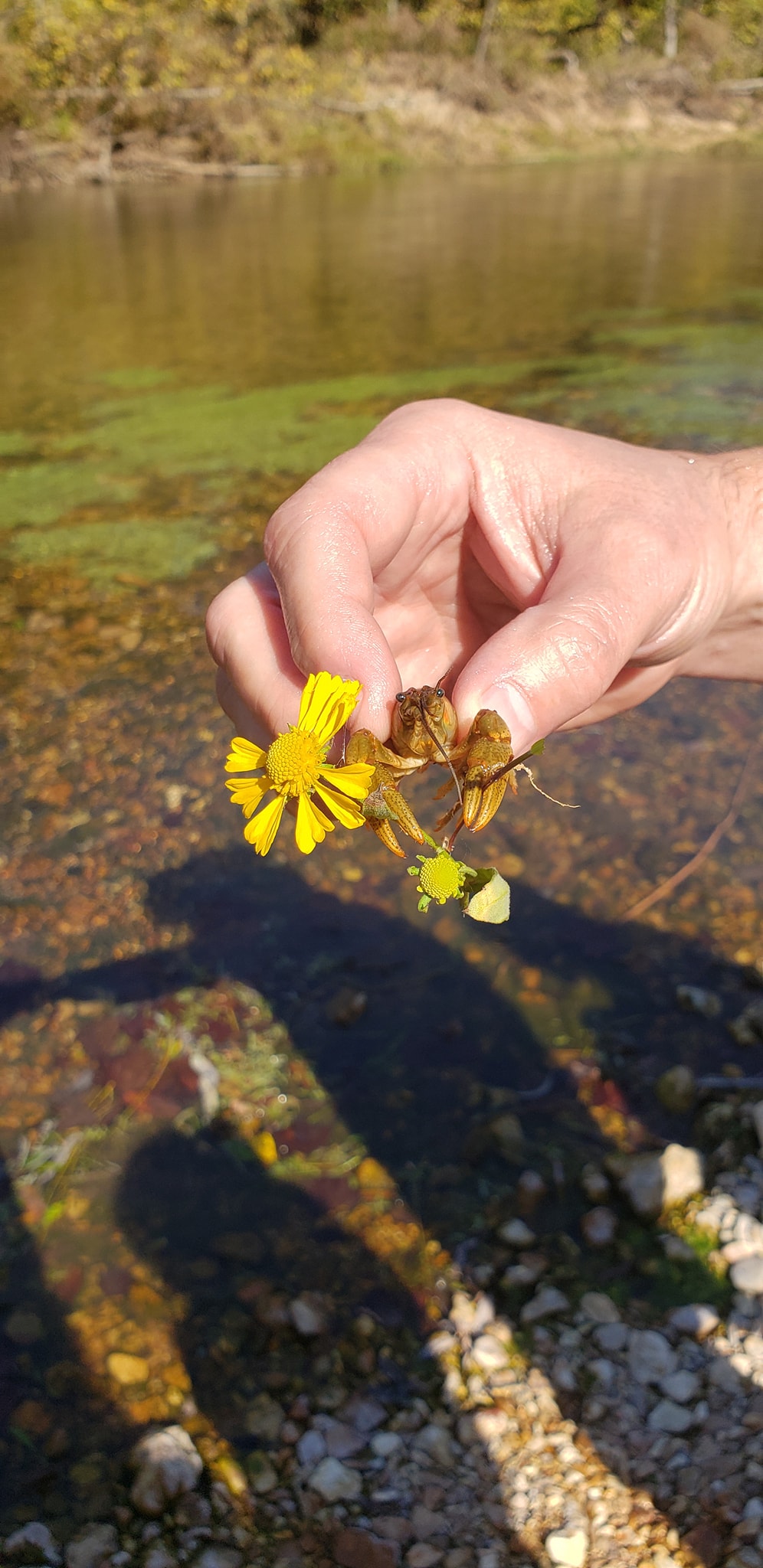 Crawdad in The Current River, Missouri