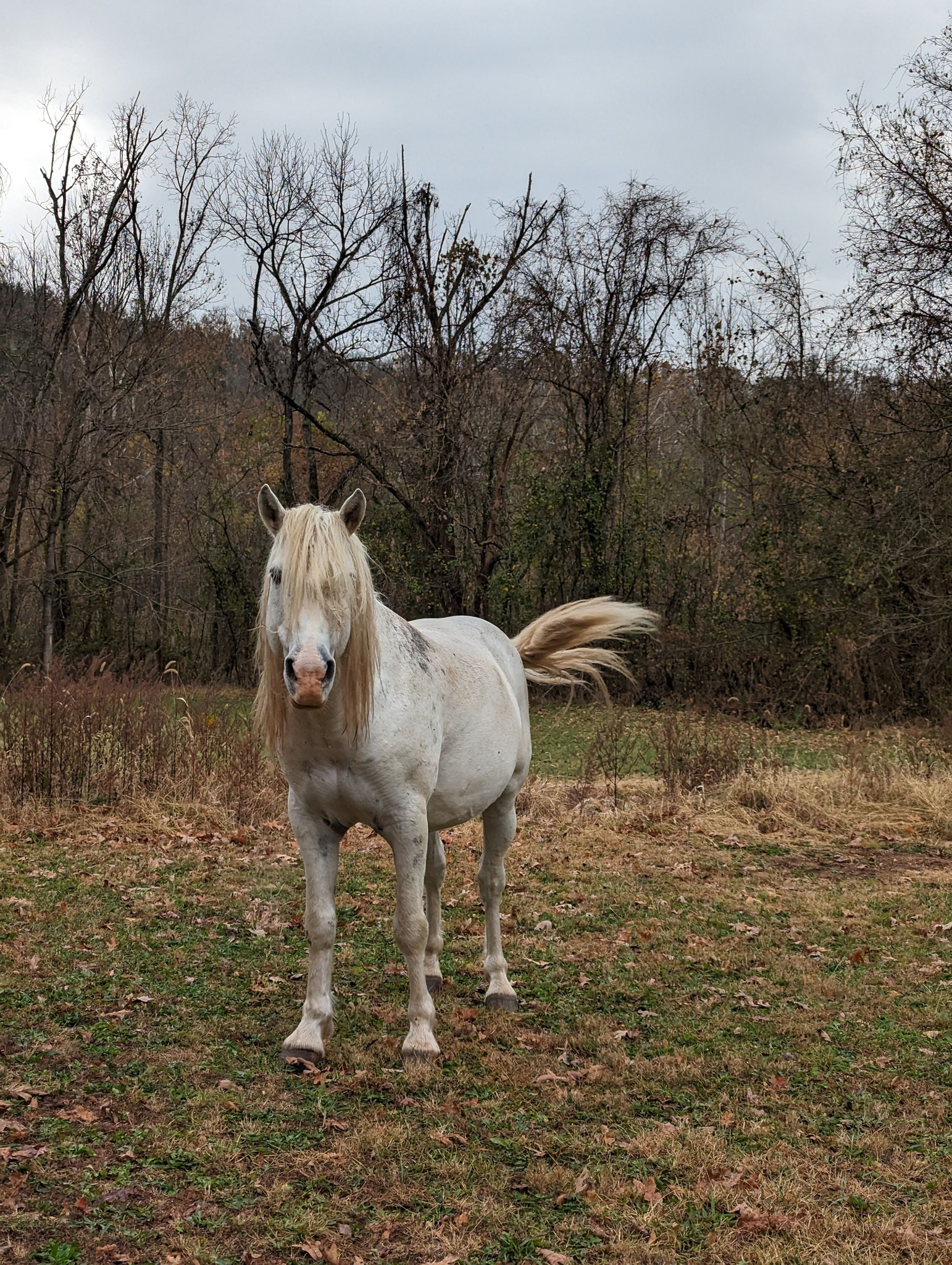 Wild Horses of Shannon County, Missouri